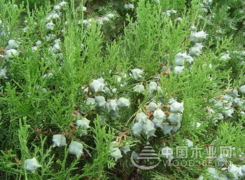 Appreciation of cultivation methods and pictures of Thousands of Cypress
