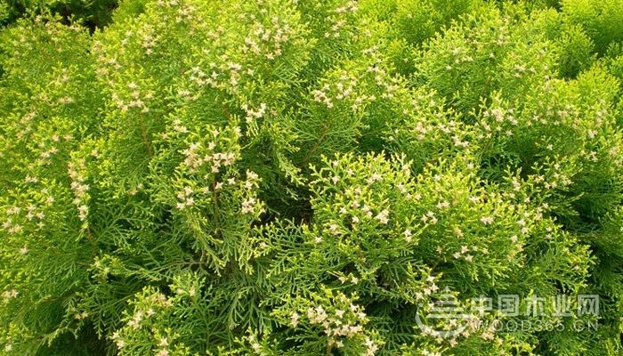 Appreciation of cultivation methods and pictures of Thousands of Cypress