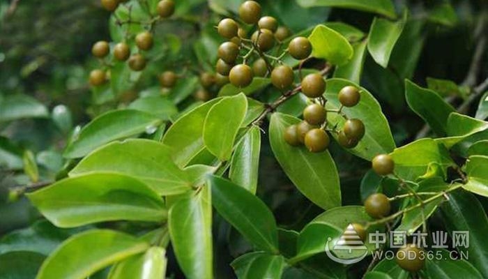 The efficacy and function of the horse money powder