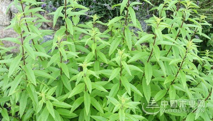 The effect and function of lemon verbena