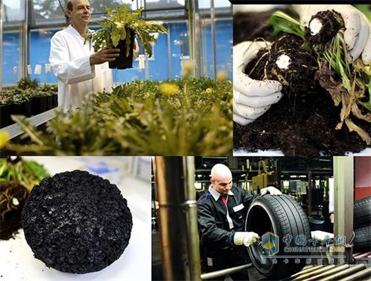 Launch of dandelion extraction rubber test in Ohio, USA