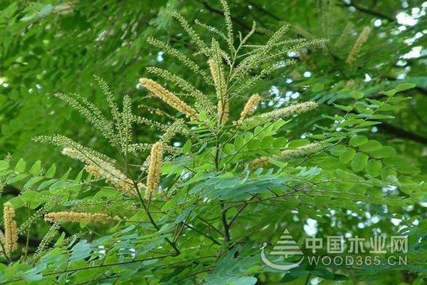 The effect and function of Sumu