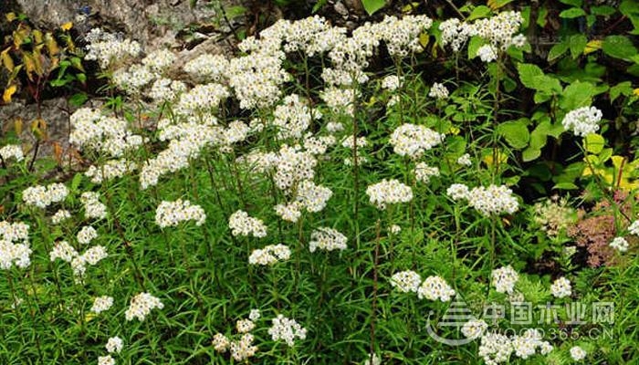 The efficacy and role of the big-leaf pulsatilla |