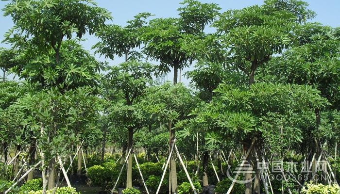 About the breeding technique of the fine leafhopper|Reproduction technology picture Daquan