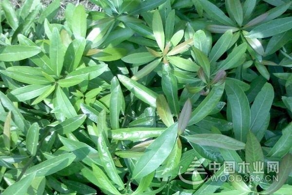 The role of traditional Chinese medicine