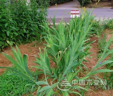 The effect and function of the blue arrow grass