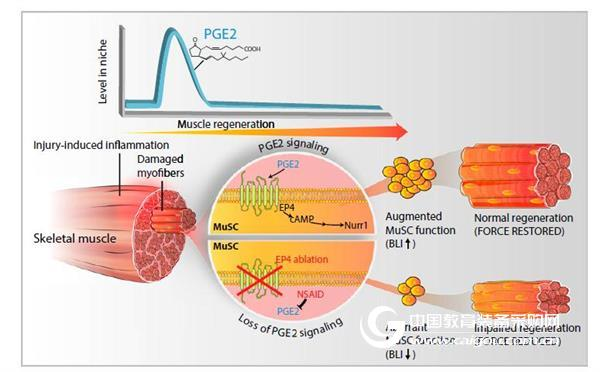 Unexpected effects of inflammation - promote muscle stem cell regeneration