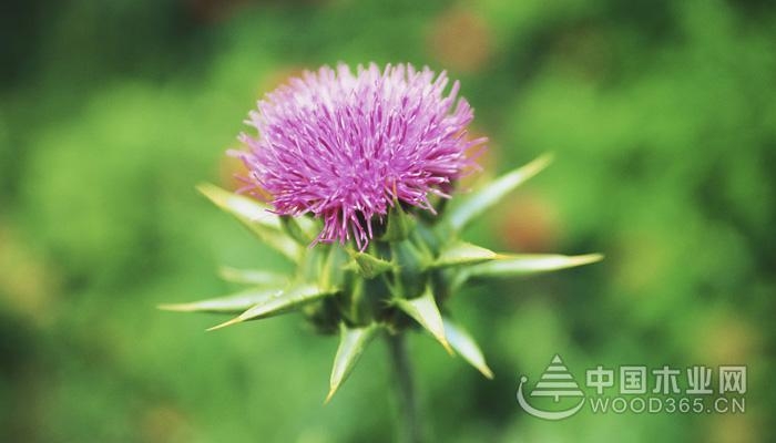 The efficacy and effect of milk thistle