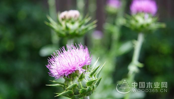 The efficacy and effect of milk thistle