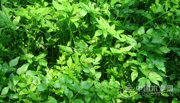 The difference between water celery and poisonous celery