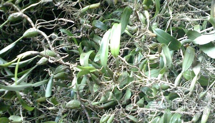 The effect and function of stone olive and its eating method