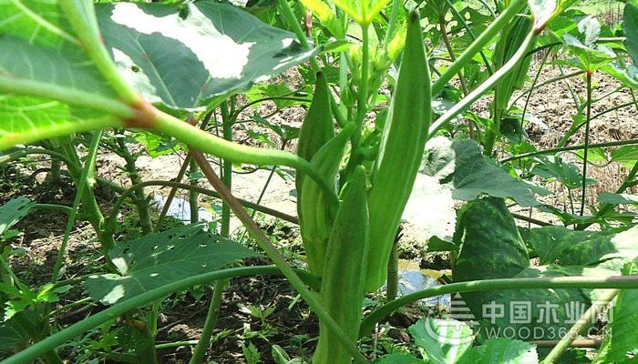 The efficacy and function of okra and taboo