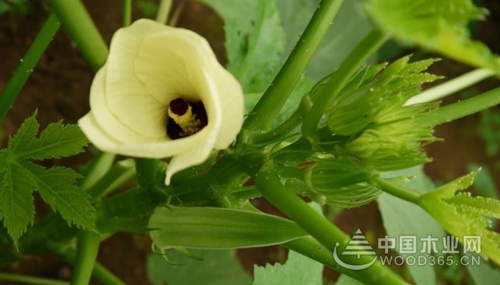 The efficacy and function of okra and taboo