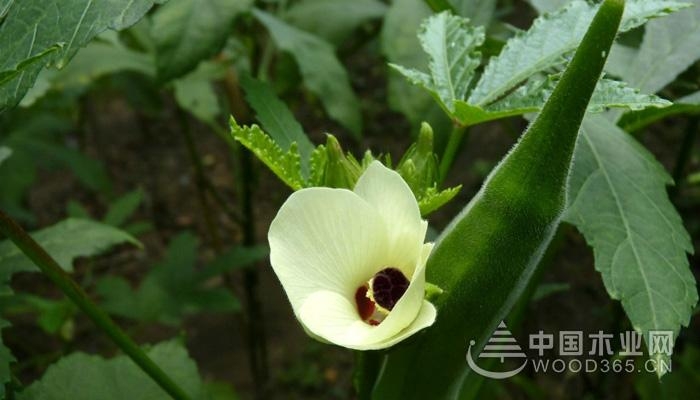 The efficacy and function of okra and taboo