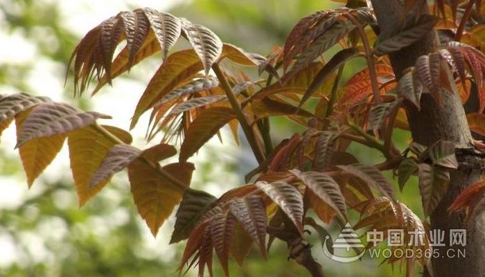 The nutritional value and edible taboos of camphor
