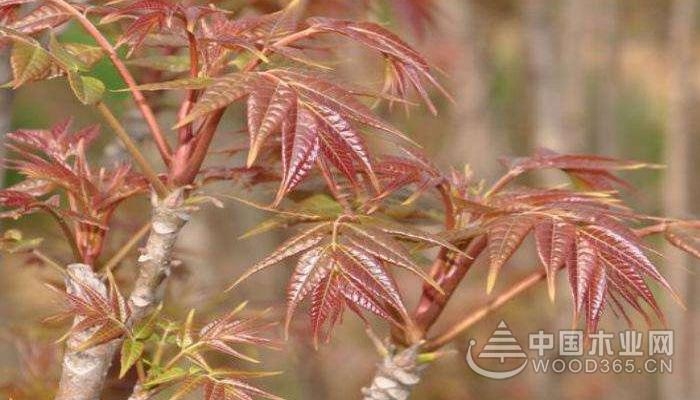 The nutritional value and edible taboos of camphor