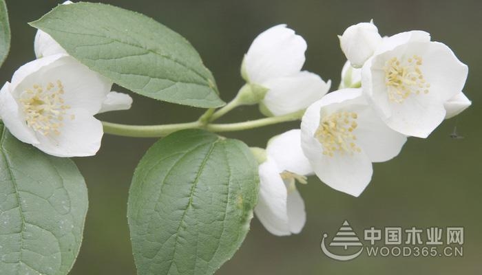 Jasmine flower introduction|Jasmine picture Daquan