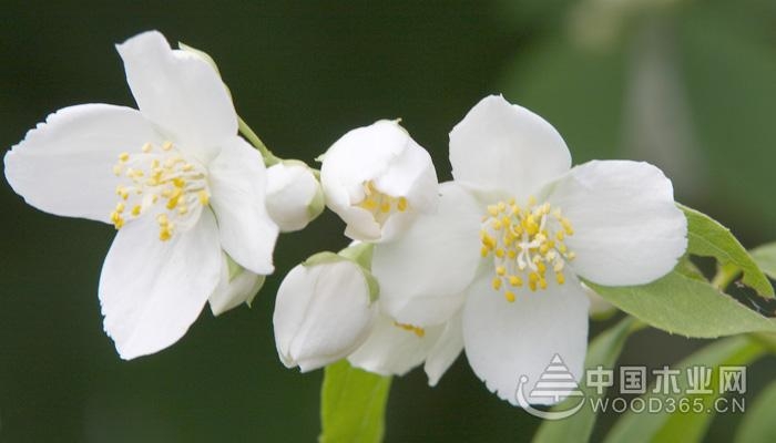 Jasmine flower introduction|Jasmine picture Daquan