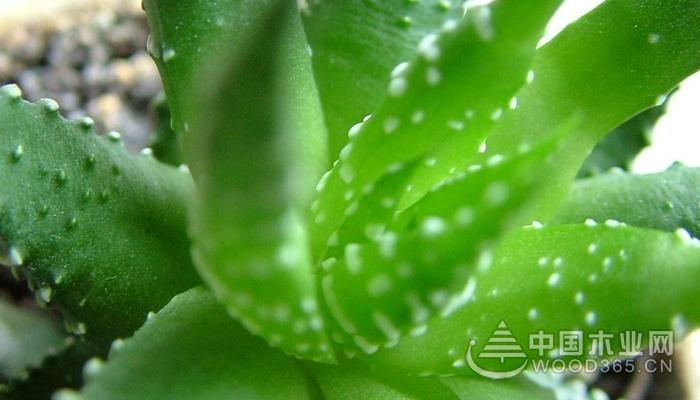 The efficacy and effect of aloe vera gel