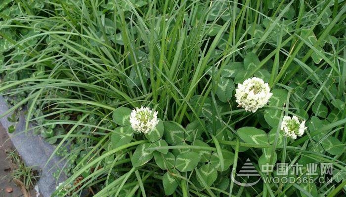 Use and characteristics of stolon plants