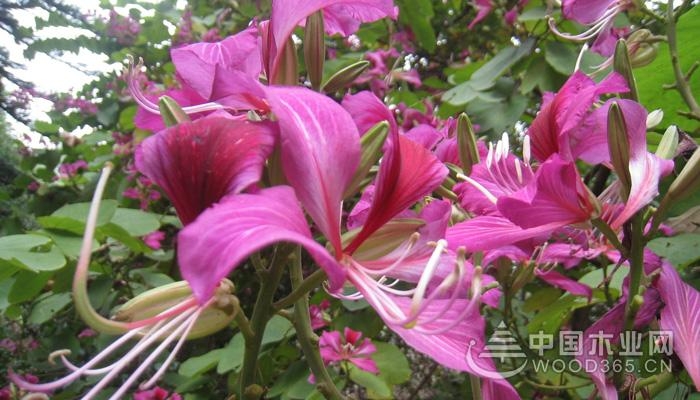 The difference between the snail flower and the bauhinia