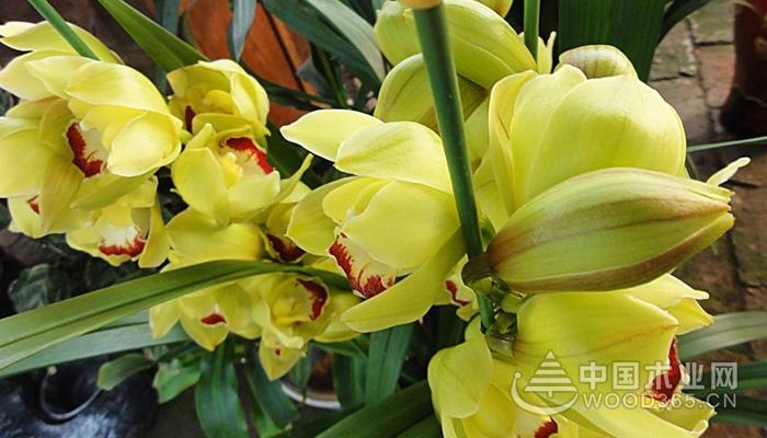 Flowering orchids have been flowering for several years, and the cultivation methods and precautions of the nine-flowered Cymbidium