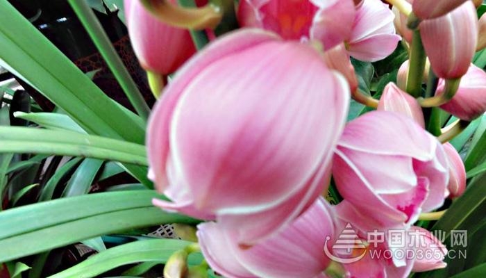 Flowering orchids have been flowering for several years, and the cultivation methods and precautions of the nine-flowered Cymbidium