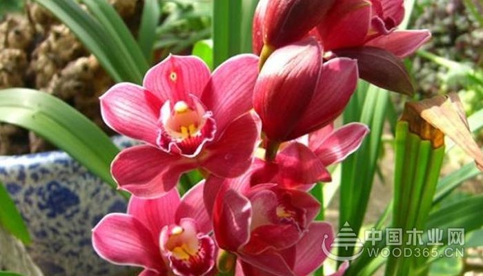 Flowering orchids have been flowering for several years, and the cultivation methods and precautions of the nine-flowered Cymbidium