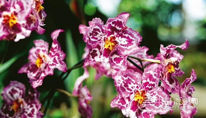 Dendrobium culture method | Dendrobium Picture Encyclopedia