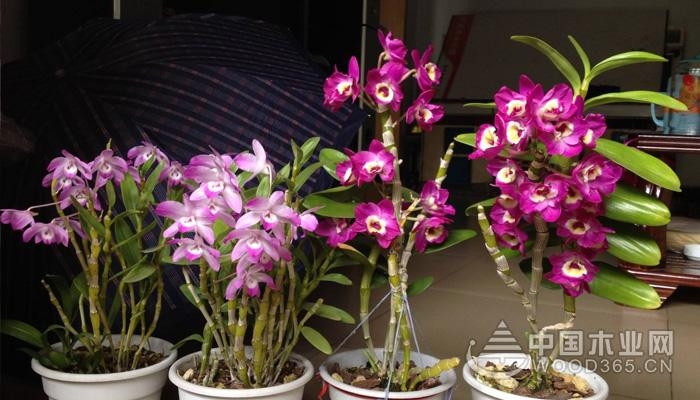 Dendrobium culture method | Dendrobium Picture Encyclopedia