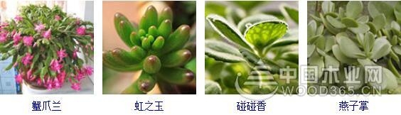 Succulent species and succulent varieties