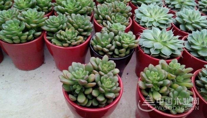 Succulent species and succulent varieties