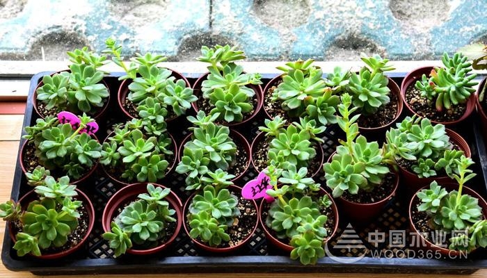 Succulent species and succulent varieties