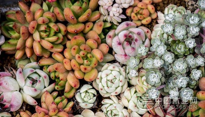 Succulent species and succulent varieties