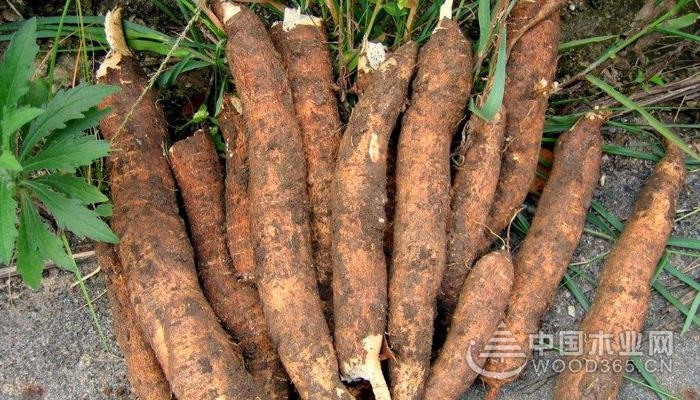 What is cassava, the effect and effect of cassava | Cassava pictures