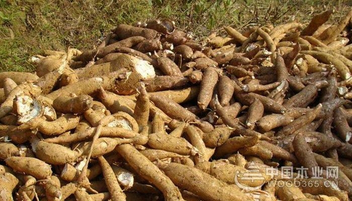 What is cassava, the effect and effect of cassava | Cassava pictures