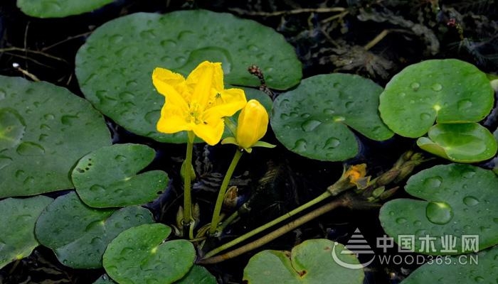 What is the meaning of duckweed, the effect and role of duckweed |