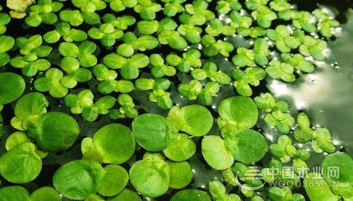 What is the meaning of duckweed, the effect and role of duckweed |