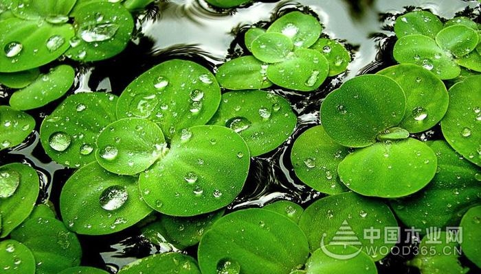 What is the meaning of duckweed, the effect and role of duckweed |