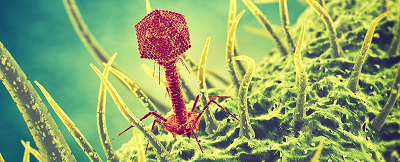 CRISPR equipped with phage allows "super bacteria" to commit suicide!