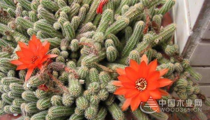 White sandal cactus breeding method
