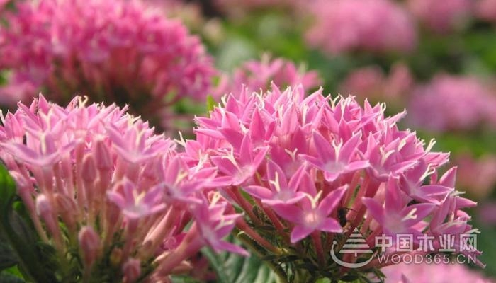 The efficacy and role of Rhodiola