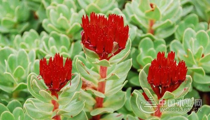The efficacy and role of Rhodiola
