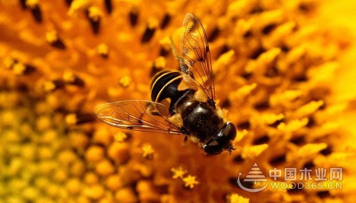 How to eat bee pollen, the role and efficacy of bee pollen