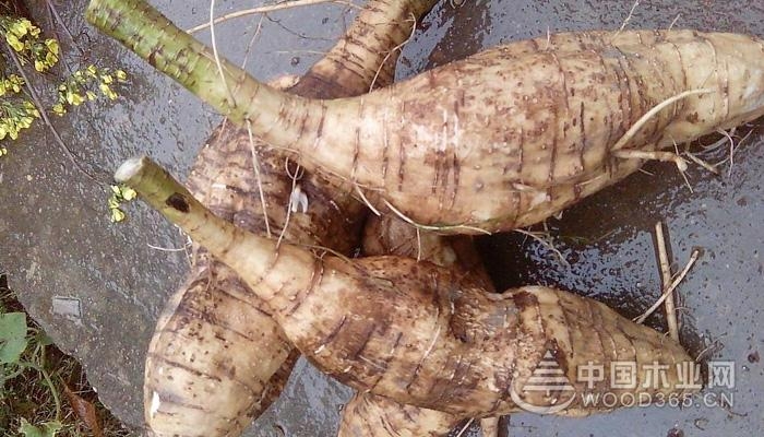 The effect of pueraria soaking in water