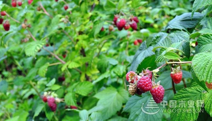 Raspberry planting and management methods