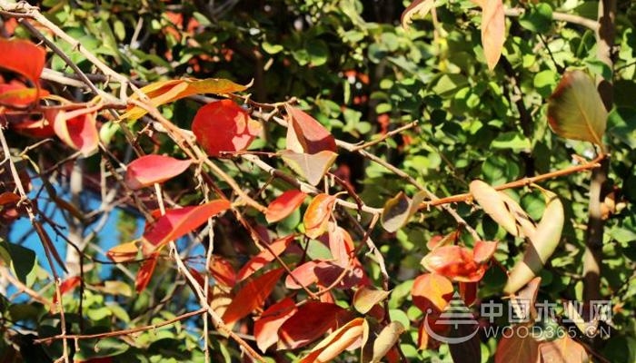 Reasons for redness of persimmon tree leaves