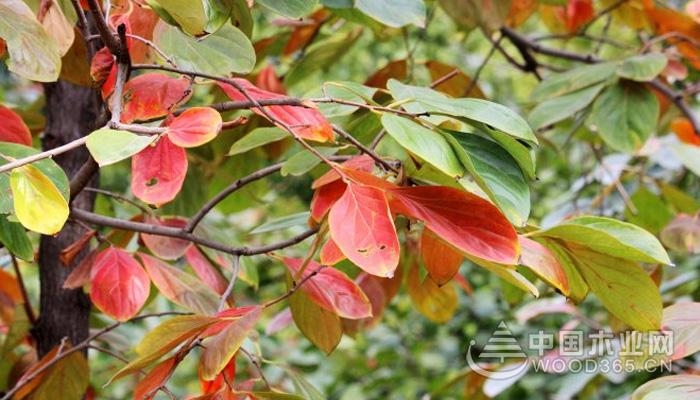 Reasons for redness of persimmon tree leaves