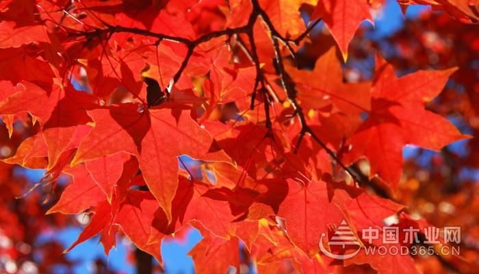 The value and cultivation techniques of Acer truncatum