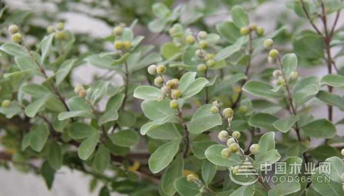 Information about vines | Viburnum pictures